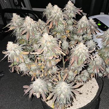 Насіння конопель Passion№1&Narkush Feminised Silver